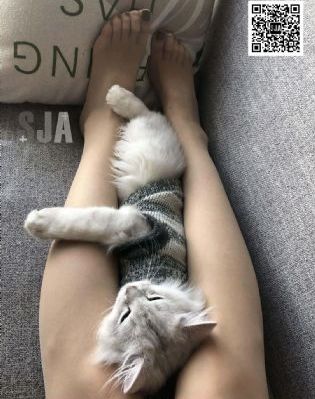 新杨门女将